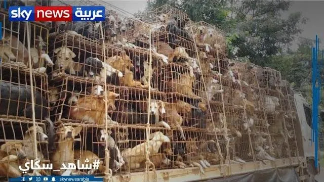 بالفيديو .. الصين تقيم مهرجان لأكل لحوم الكلاب