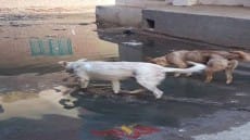 محافظة الجيزة تلهث خلف الازالات .. والحوامدية تغرق فى مياه الصرف الصحى .. نحذر من حدوث هبوط أرضى جديد