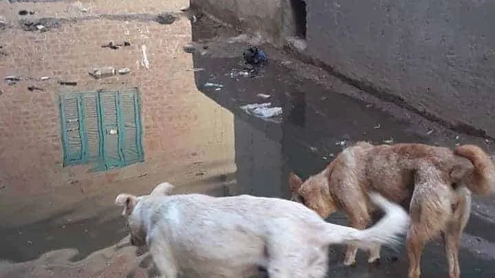 محافظة الجيزة تلهث خلف الازالات .. والحوامدية تغرق فى مياه الصرف الصحى .. نحذر من حدوث هبوط أرضى جديد