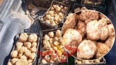 يعالج الضعف الجنسي  .. نبات ينمو في مطروح .. تعرف عليه