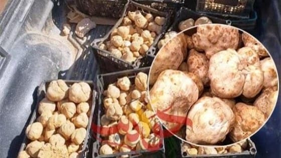 يعالج الضعف الجنسي  .. نبات ينمو في مطروح .. تعرف عليه