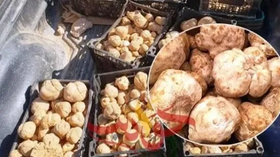 يعالج الضعف الجنسي  .. نبات ينمو في مطروح .. تعرف عليه