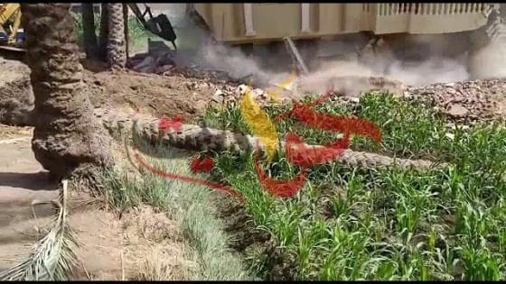 بالفيديو .. لحظة سقوط نخلة على مقاول الازالات أثناء ازالة فيلا بالبدرشين فى الجيزة