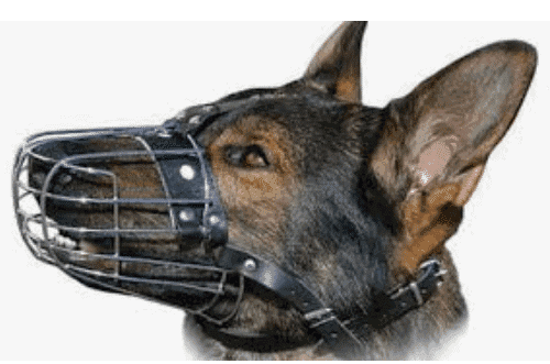 قرارات هامة لمحافظة الاسكندرية .. منها غرامة الف جنيه للسير بالكلاب فى الشوارع والميادين العامة .. حظرالطائرات الورقية علي الكورنيش