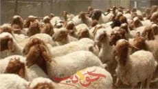 الزراعة : تعلن عن أسعار الأضاحي واللحوم بمنافذها