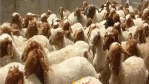 الزراعة : تعلن عن أسعار الأضاحي واللحوم بمنافذها