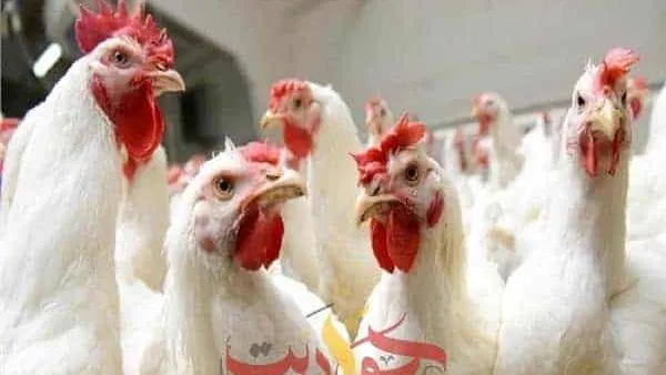 هبوط فى اسعار الدواجن