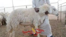 هذه السنن مفروضه على المضحى ويستحب اتباعها