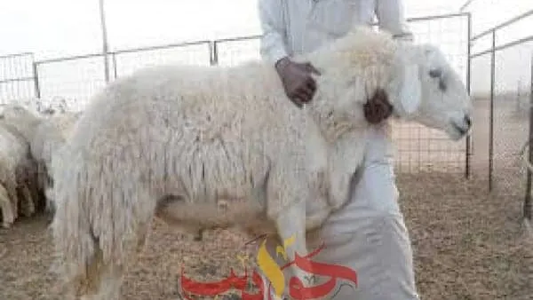 هذه السنن مفروضه على المضحى ويستحب اتباعها