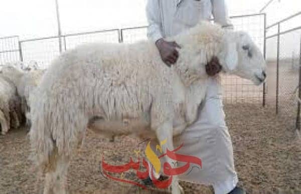 هذه السنن مفروضه على المضحى ويستحب اتباعها