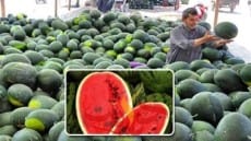 إحذروا البطيخ مسمم والبصل غير صالح للاستخدام الأدمى بالأسواق .. والحكومى ترد