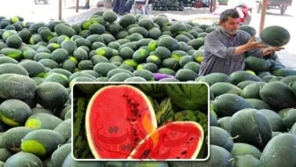 إحذروا البطيخ مسمم والبصل غير صالح للاستخدام الأدمى بالأسواق .. والحكومى ترد