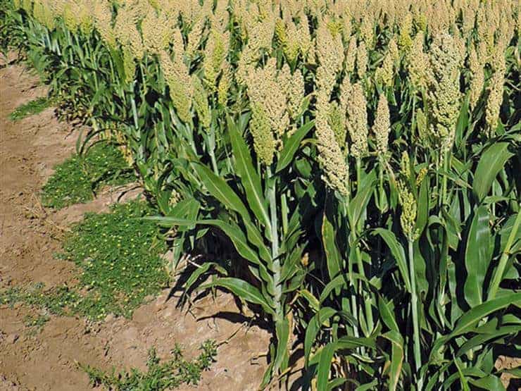 لمراعاتها خلال أغسطس .. تعرف على توصيات الزراعة الفنية لمزارعي الذرة الرفيعة