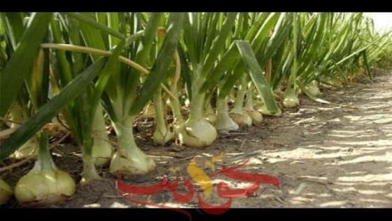«الزراعة» تصدر نشرة بالتوصيات الفنية لمزارعي محصول البصل بالوجهين القبلى والبحرى