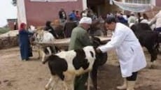 الزراعة: حملة مكبرة بالمحافظات لاكتشاف الأمراض الوبائية للماشية