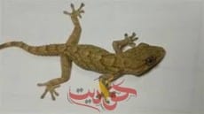 لحماية منزلك من دخول البرص .. اتبعى هذه الخطوات