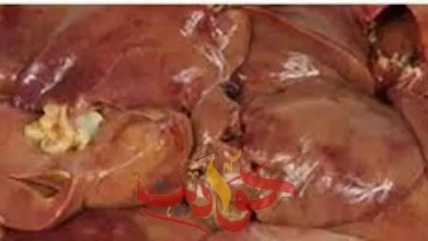 ضبط 2 طن كبدة غير صالحة للاستهلاك الادمى بشبرا الخيمة