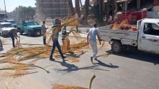 لاعاقته الطريق العام .. إزالة زعف وسباط النخيل .. رفع 100 طن اتربه بأطفيح