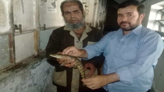 وزيرة البيئة : تسليم “تمساح” ميت يزيد بالغربية إلى حديقة الحيوان بالجيزة وإستمرار عملية رصد الترعة