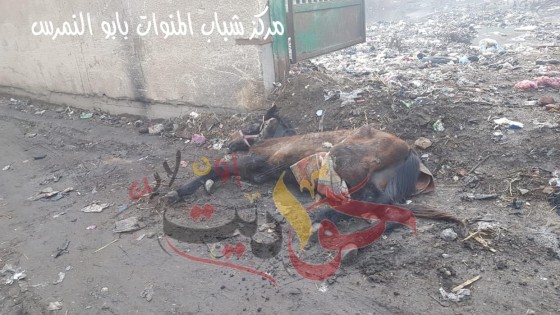 عاجل لوكيل وزارة الشباب والرياضة بالجيزة : مركز شباب ميت شماس”النادى البلاط” يتحول الى مقلب للقمامة وبرك ومستنقعات ومأوى لجميع الزواحف والحيوانات النافقة .. غياب تام من المسئولين (صور)
