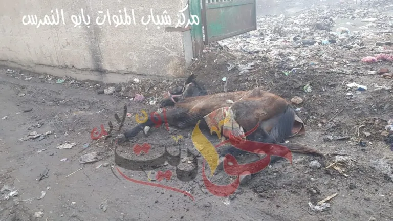 عاجل لوكيل وزارة الشباب والرياضة بالجيزة : مركز شباب ميت شماس"النادى البلاط" يتحول الى مقلب للقمامة وبرك ومستنقعات ومأوى لجميع الزواحف والحيوانات النافقة .. غياب تام من المسئولين (صور)