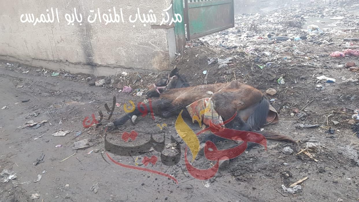 عاجل لوكيل وزارة الشباب والرياضة بالجيزة : مركز شباب ميت شماس”النادى البلاط” يتحول الى مقلب للقمامة وبرك ومستنقعات ومأوى لجميع الزواحف والحيوانات النافقة .. غياب تام من المسئولين (صور)