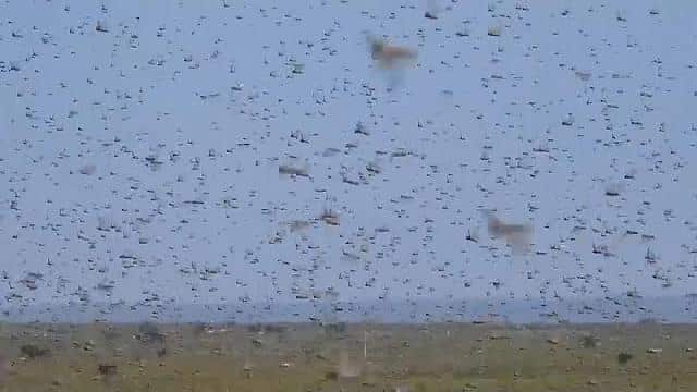 الجراد يغزو الصومال