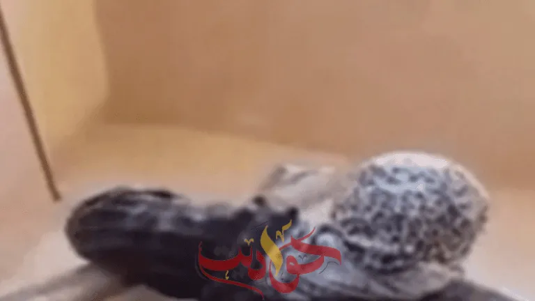 بعد نشر فيديو يزعم طرد شاب لأمه القعيدة .. الأم تنشر فيديو أخر وهى تبكى يكذب الواقعة طلعنى 7 مرات عمرة وحجة