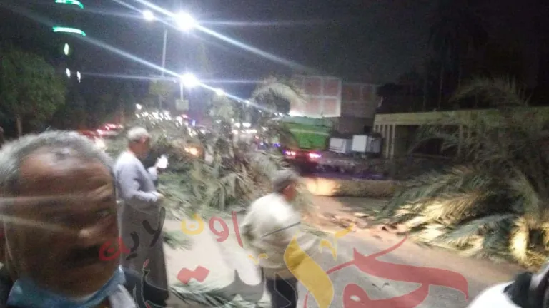 عاجل | سقوط نخلة فى نهر الطريق امام شركة المراجل البخارية فى منيل شيحه (صور)