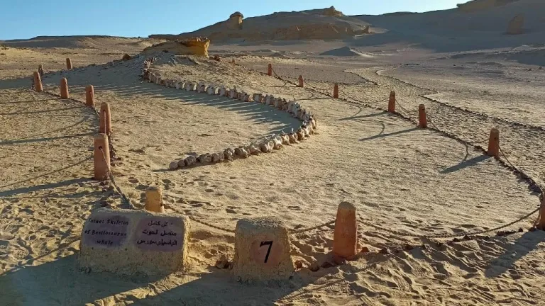وزارة البيئة: إشادة عالمية بموقع وادى الحيتان بمحافظة الفيوم والقائمين عليه