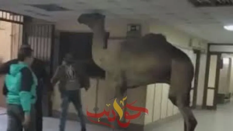 شاهد بالفيديو .. جمل يتجول داخل مستشفى أوسيم فى الجيزة.. مديرها يعاقب من قام بالتصوير