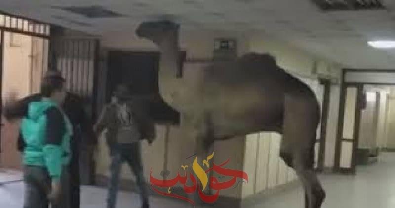 شاهد بالفيديو .. جمل يتجول داخل مستشفى أوسيم فى الجيزة.. مديرها يعاقب من قام بالتصوير