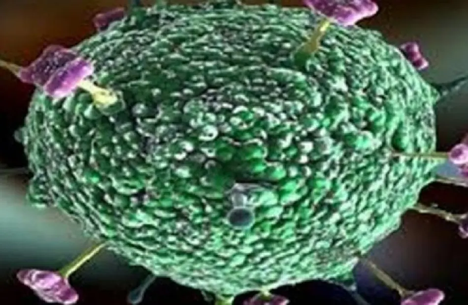 باحث في الفيروسات: «نيباه» ينتقل عبر الطعام الملوث