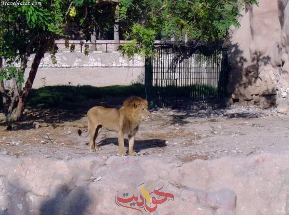 أسد يهجم على حارسة فى حديقة الحيوان .. إعرف ماذا حدث له