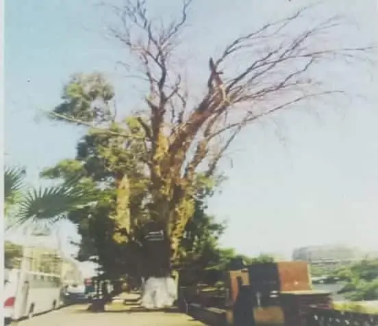 الجيزة: تزيل عدد من اشجار الكافور المتهالكة بشارع النيل .. والسبب