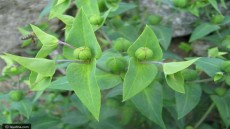 تحذير من نبات «حب الملوك» المستخدم فى التخسيس.. يسبب الوفاة