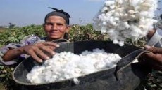 الذهب الأبيض.. الزراعة تسعى لتنفيذ توجيهات الرئيس السيسي