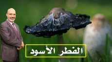 مرض الفطر الأسود - الدكتور امير صالح