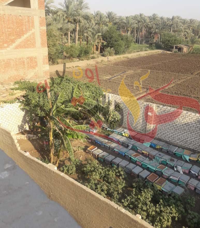 أهالى منطقة سوق البلح بقريه سقارة لرئيس مركز ومدينة البدرشين: انقذنا من لدغ النحل .. هجوم شرس على منازلنا .. كدنا نموت نحن واطفالنا .. فهل من مجيب؟