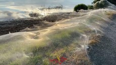 عناكب ضخمه تغزوا فكتوريا .. الشبكة العنكبوتية تغطيها .. السكان يعيشون فى رعب .. اعرف التفاصيل