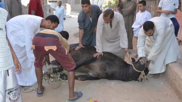 الجيزة تحذر غرامة 3000 جنيه عقوبة ذبح الأضاحي بنهر الطريق .. فتح المجازر بالمجان للمواطنين طوال أيام عيد الاضحي المبارك