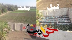 استجابة لـ “حواديت اون لاين” إزالة منحل العسل من سوق البطيخ بقرية سقارة فى البدرشين