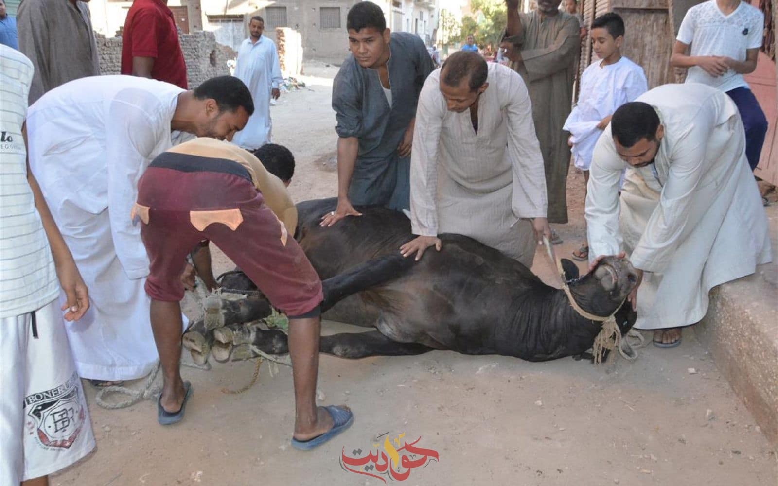 الجيزة تحذر غرامة 3000 جنيه عقوبة ذبح الأضاحي بنهر الطريق .. فتح المجازر بالمجان للمواطنين طوال أيام عيد الاضحي المبارك