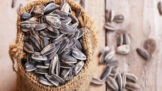 ننشر فوائد وأضرار اللب السورى لجسم الانسان