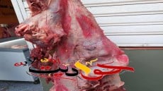 ارشيفية
