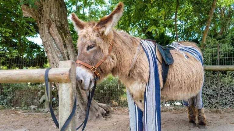 هذه الجزيرة ذات طباع غريبة منها يرتدي الحمير بيجامة