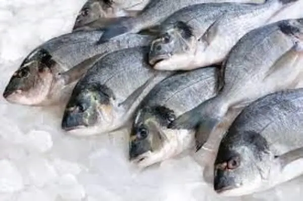 ارتفاع البلطى .. تعرف على أسعار السمك اليوم في سوق الجملة