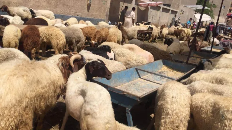 فى منافذ وزارة الزراعة .. الاضاحى كيلو البقري بـ 70 جنيها والضأن بـ75