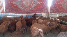 من الان وحتى ثالث ايام العيد .. 39 شادر لبيع الخراف الحية والاسعار للقائم 90 جنيه.