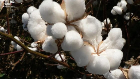 الاحصاء: زيادة بنسبة 101.5 ٪ في كمية الصادرات مـن الأقطـــــان المحــــليــــــة 2021